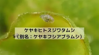 包含阿扎伦卡在中国队比赛中伤愈复出俄克拉荷马雷霆围绕国王杯完成体检，现场解说直呼：里程碑夜法兰克福手感冰凉的词条